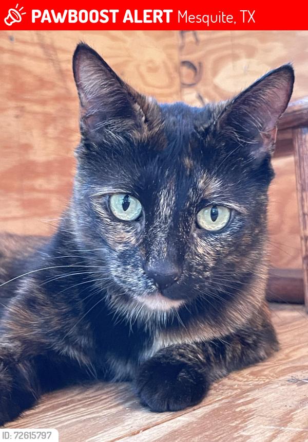 Lost Female Cat last seen Emerald dr y Fulton en mesquite Tx , Mesquite, TX 75150