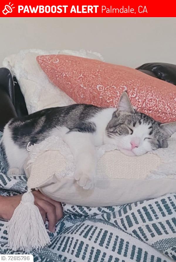 Lost Female Cat last seen Ave R-11 and 57th St E, Palmdale, CA, Palmdale, CA 93552