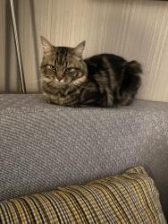 Lost Male Cat last seen Mule deer court / west creek / located on DE/MD line off Fletchwood road , Elkton, MD 21921