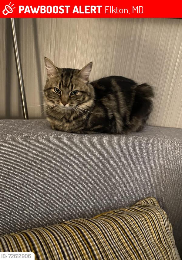 Lost Male Cat last seen Mule deer court / west creek / located on DE/MD line off Fletchwood road , Elkton, MD 21921