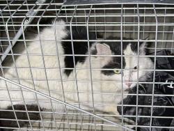 Found/Stray Unknown Cat last seen Sheltonview, Maple Valley, WA 98038