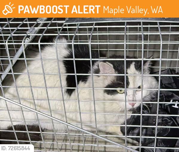 Found/Stray Unknown Cat last seen Sheltonview, Maple Valley, WA 98038