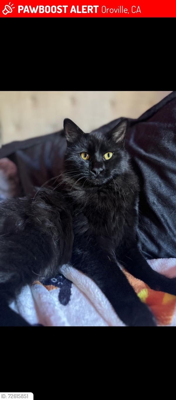 Lost Male Cat last seen Highway 70, Hidden Mine Rd, Oroville, CA 95965
