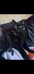 Lost Male Cat last seen Highway 70, Hidden Mine Rd, Oroville, CA 95965