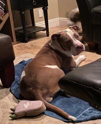 Lost Female Dog last seen Milpas and lancelet st, San Bernardino County, CA 92308