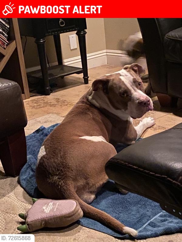 Lost Female Dog last seen Milpas and lancelet st, San Bernardino County, CA 92308