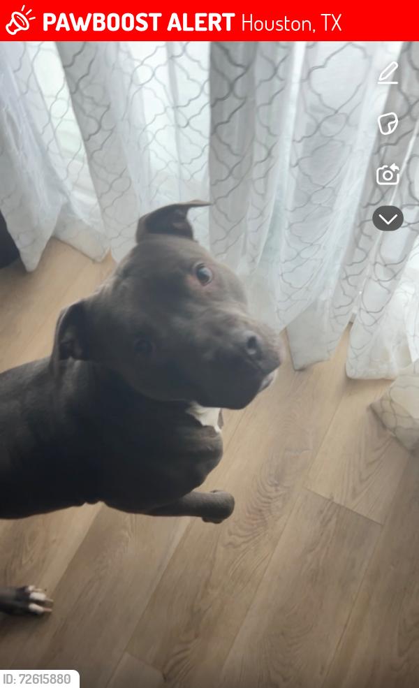 Lost Male Dog last seen Alief - Kirkwood @ Bellaire, Houston, TX 77072