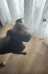 Lost Male Dog last seen Alief - Kirkwood @ Bellaire, Houston, TX 77072