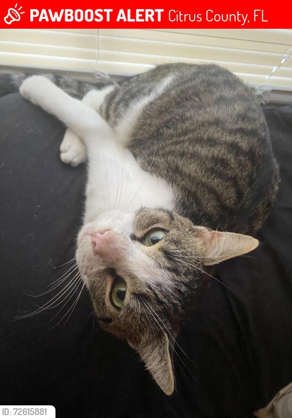 Lost Male Cat last seen North crede avenue, crystal river fl. Near the Publix intersection on 44, Citrus County, FL 34461