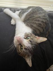 Lost Male Cat last seen North crede avenue, crystal river fl. Near the Publix intersection on 44, Citrus County, FL 34461