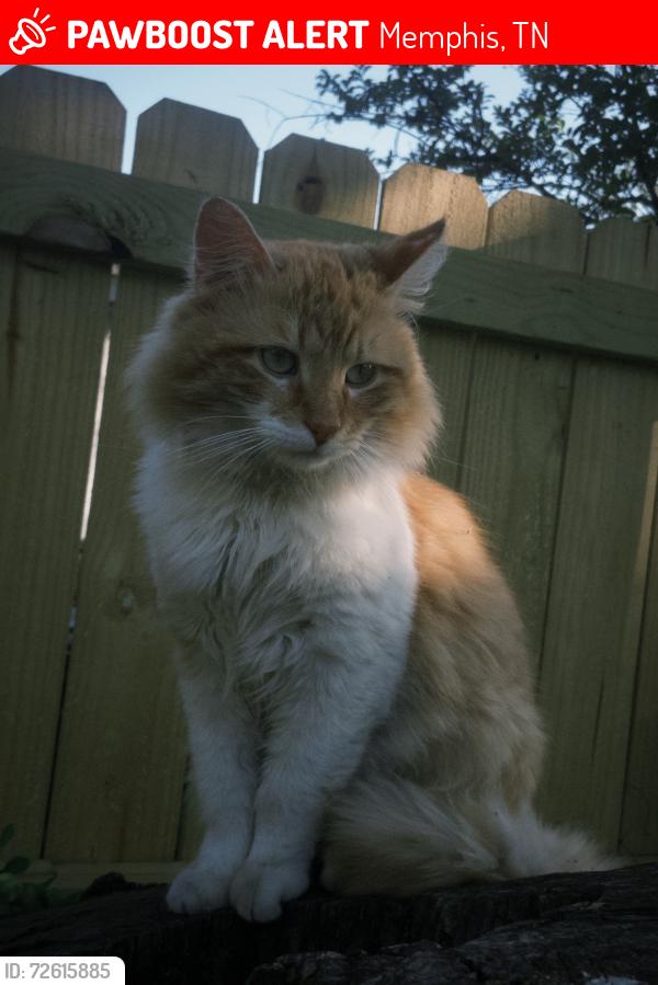 Lost Male Cat last seen Truman street by well station, Memphis, TN 38108