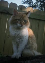 Lost Male Cat last seen Truman street by well station, Memphis, TN 38108