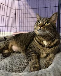 Lost Female Cat last seen Arminto and Platte, Ellenwood, GA 30294