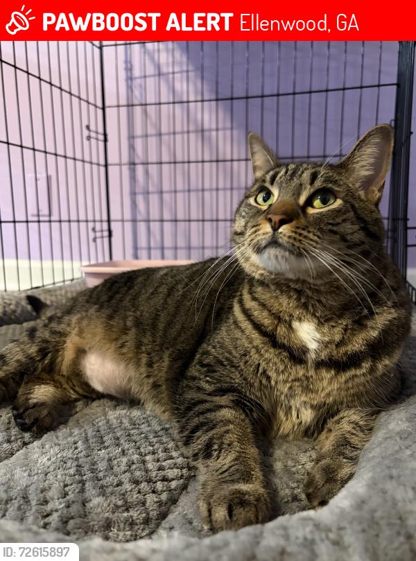 Lost Female Cat last seen Arminto and Platte, Ellenwood, GA 30294