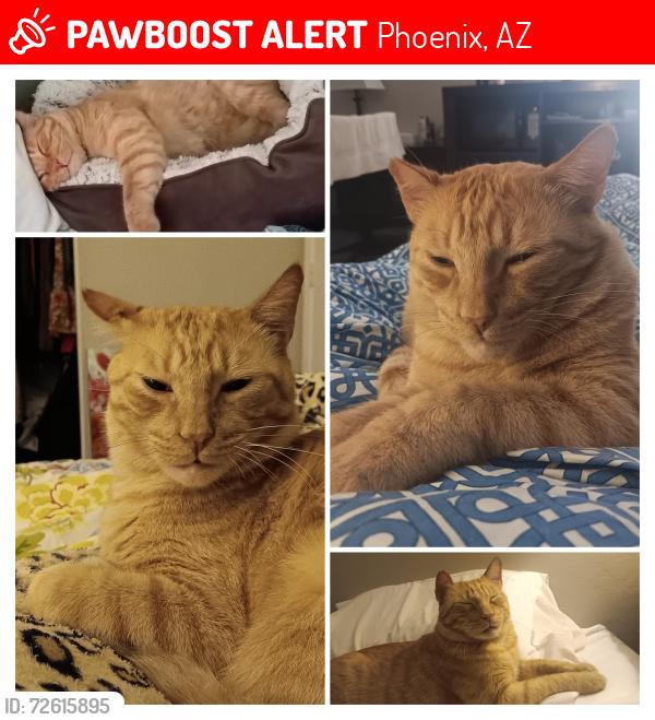 Lost Male Cat last seen South Cavendish and Maldonado Road, Phoenix, AZ 85339