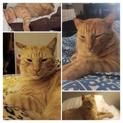 Lost Male Cat last seen South Cavendish and Maldonado Road, Phoenix, AZ 85339