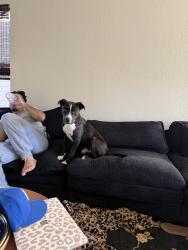 Found/Stray Male Dog last seen Bluebonnet bay, San Antonio, TX 78218