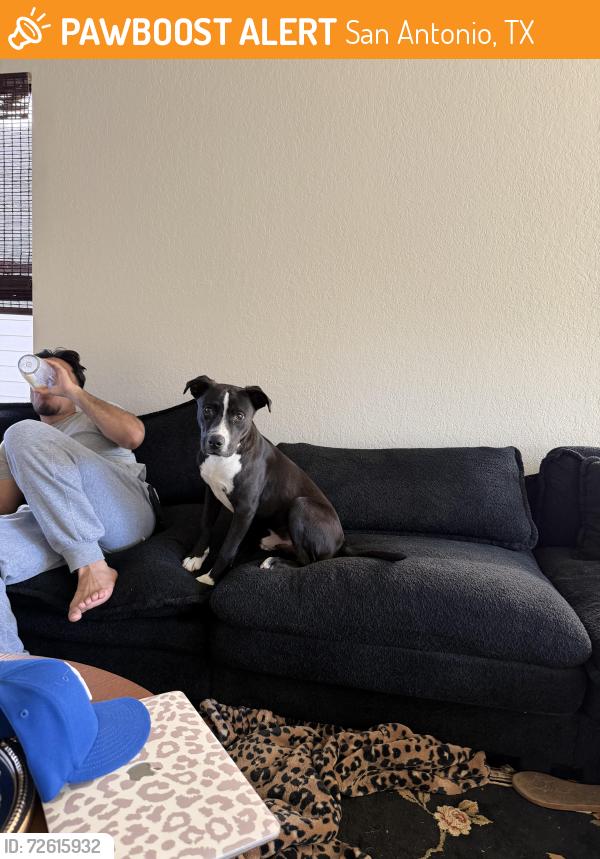 Found/Stray Male Dog last seen Bluebonnet bay, San Antonio, TX 78218