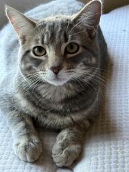 Lost Male Cat last seen 75th ave and lowerbuckeye rd, Phoenix, AZ 85043