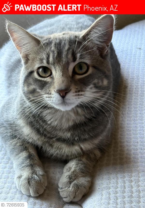 Lost Male Cat last seen 75th ave and lowerbuckeye rd, Phoenix, AZ 85043