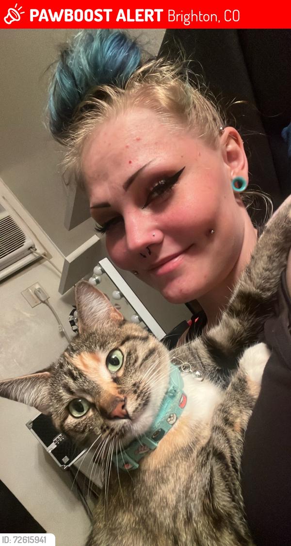 Lost Female Cat last seen Chambers and 120th, Brighton, CO 80603