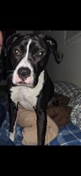 Lost Male Dog last seen Florence, Los Angeles, CA 90003
