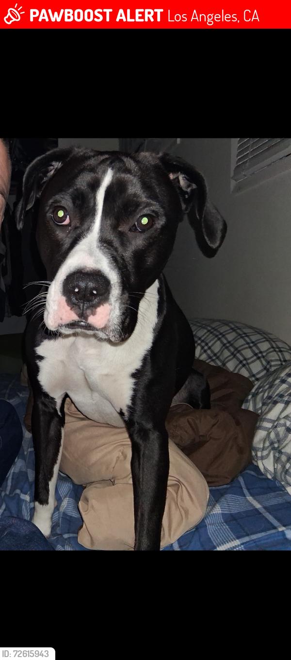 Lost Male Dog last seen Florence, Los Angeles, CA 90003