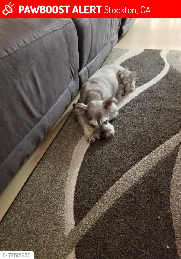 Lost Male Dog last seen E. Bianchi Rd and Calaveras Bike Path, Stockton, CA 95207