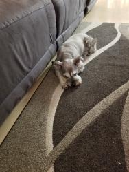 Lost Male Dog last seen E. Bianchi Rd and Calaveras Bike Path, Stockton, CA 95207