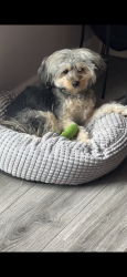 Lost Female Dog last seen 71st Ave and hwy 34 near UC Health, Greeley, CO 80634