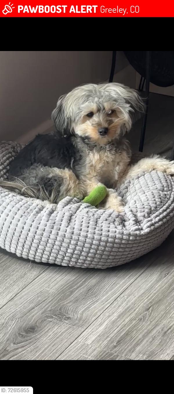 Lost Female Dog last seen 71st Ave and hwy 34 near UC Health, Greeley, CO 80634