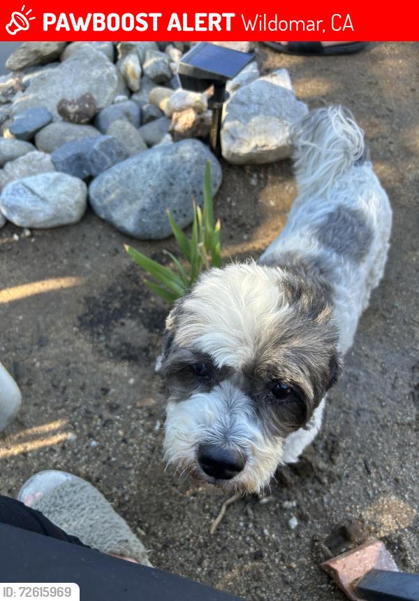 Lost Male Dog last seen orange st, cherry st, , Wildomar, CA 92595