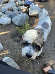 Lost Male Dog last seen orange st, cherry st, , Wildomar, CA 92595