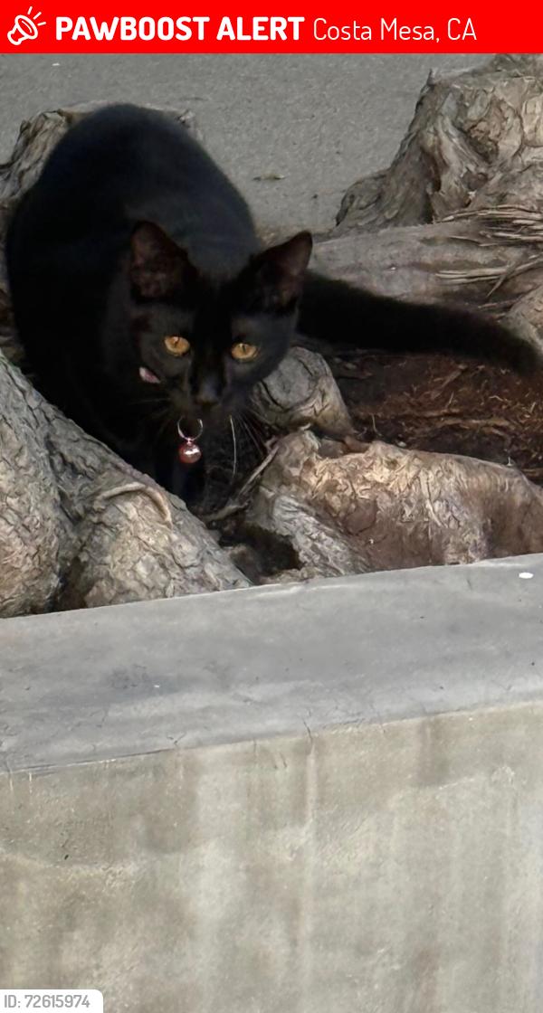 Lost Female Cat last seen Parson St and Ford Rd, Costa Mesa, CA 92627
