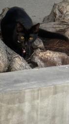 Lost Female Cat last seen Parson St and Ford Rd, Costa Mesa, CA 92627