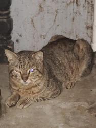 Found/Stray Unknown Cat last seen 27th, Ocala, FL 34474