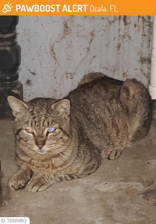 Found/Stray Unknown Cat last seen 27th, Ocala, FL 34474