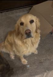 Lost Female Dog last seen Rainy Creek road and Highway 766 North, Lacombe County, AB T0M 0X0
