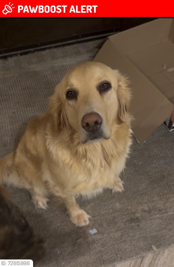 Lost Female Dog last seen Rainy Creek road and Highway 766 North, Lacombe County, AB T0M 0X0