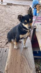 Lost Female Dog last seen Alejo ln, berino NM 88024, Anthony, NM 88021