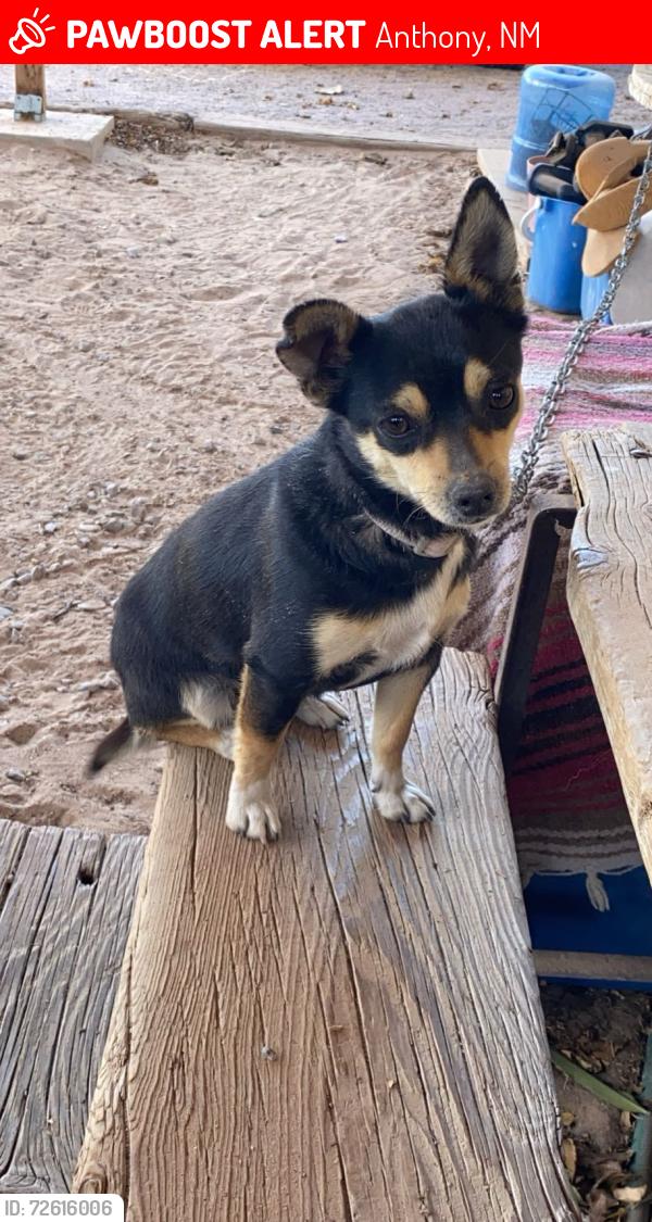 Lost Female Dog last seen Alejo ln, berino NM 88024, Anthony, NM 88021
