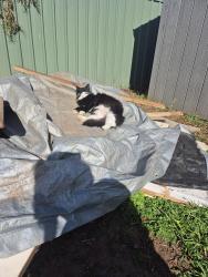 Lost Female Cat last seen Gregory street brahma lodge , Brahma Lodge, SA 5109