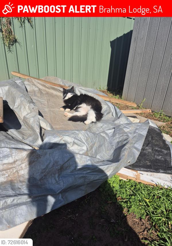 Lost Female Cat last seen Gregory street brahma lodge , Brahma Lodge, SA 5109
