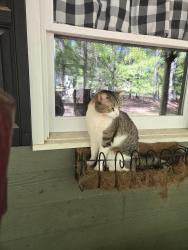 Lost Female Cat last seen Salem Road and Tanyard, Covington, GA 30016
