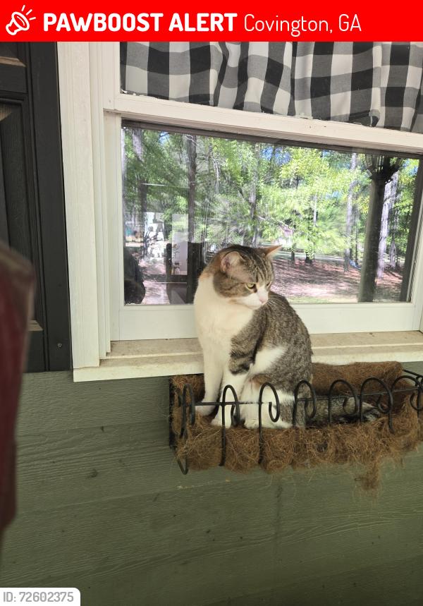 Lost Female Cat last seen Salem Road and Tanyard, Covington, GA 30016