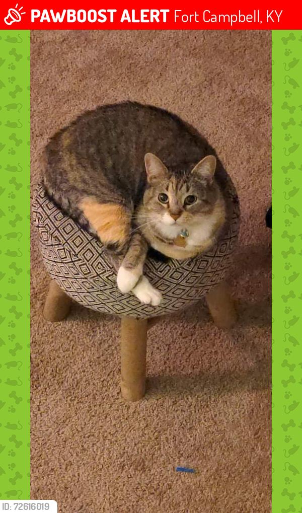 Lost Female Cat last seen Gardner hills, Fort Campbell, KY 42223