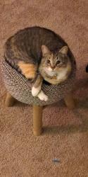 Lost Female Cat last seen Gardner hills, Fort Campbell, KY 42223
