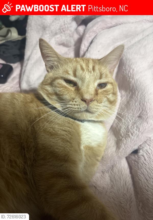 Lost Male Cat last seen East Cornwallis, Pittsboro, NC 27312