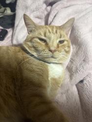 Lost Male Cat last seen East Cornwallis, Pittsboro, NC 27312