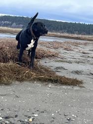Lost Male Dog last seen Lower Elwha Fish Hatchery at Crown Z Water Rd, Clallam County, WA 98363